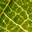 Falevél erezete edénynyalábjai (szállítószövet) mikroszkópunk alatt - Leaf composition midrib and veins