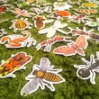 Rovaros matrica – szenderlepke; erdei vöröshangya; fekete hangya; skorpió – Insects and bugs sticker set
