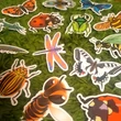 Rovaros matrica – sárga katica, pók, imádkozó sáska, szitakötő – Insects and bugs sticker set